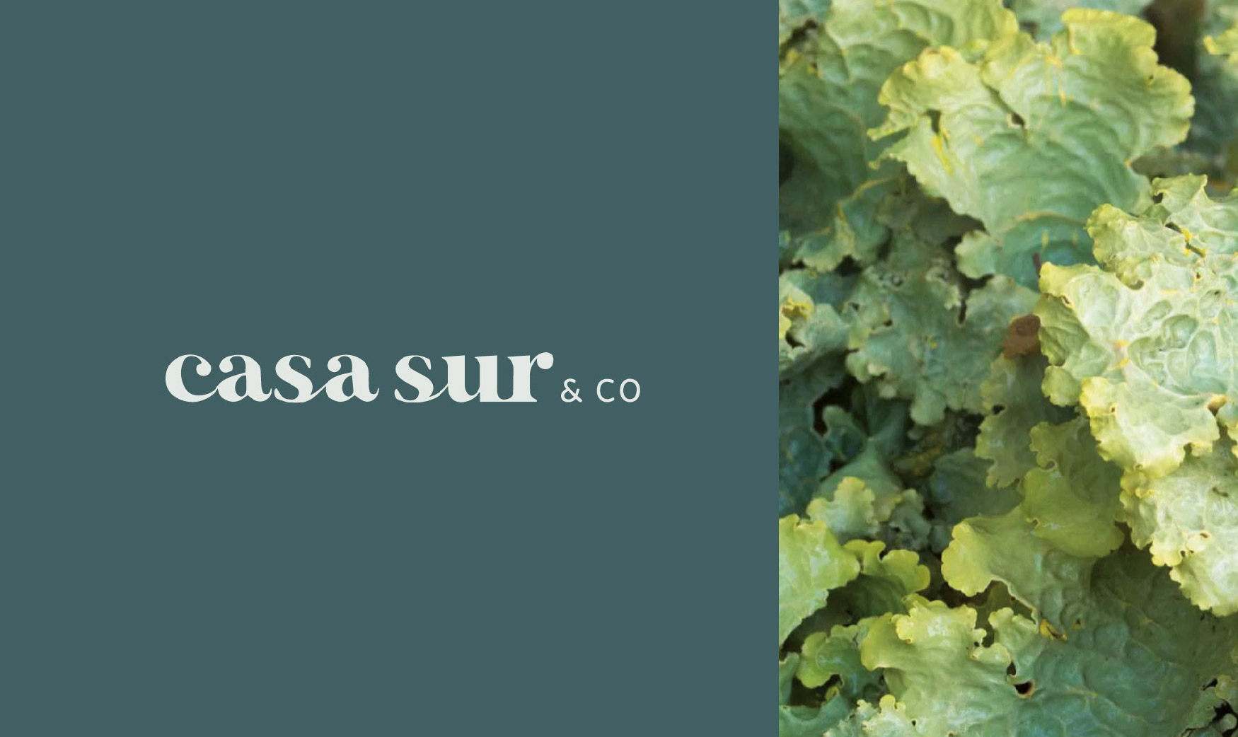 Logo Casa Sur & Co.